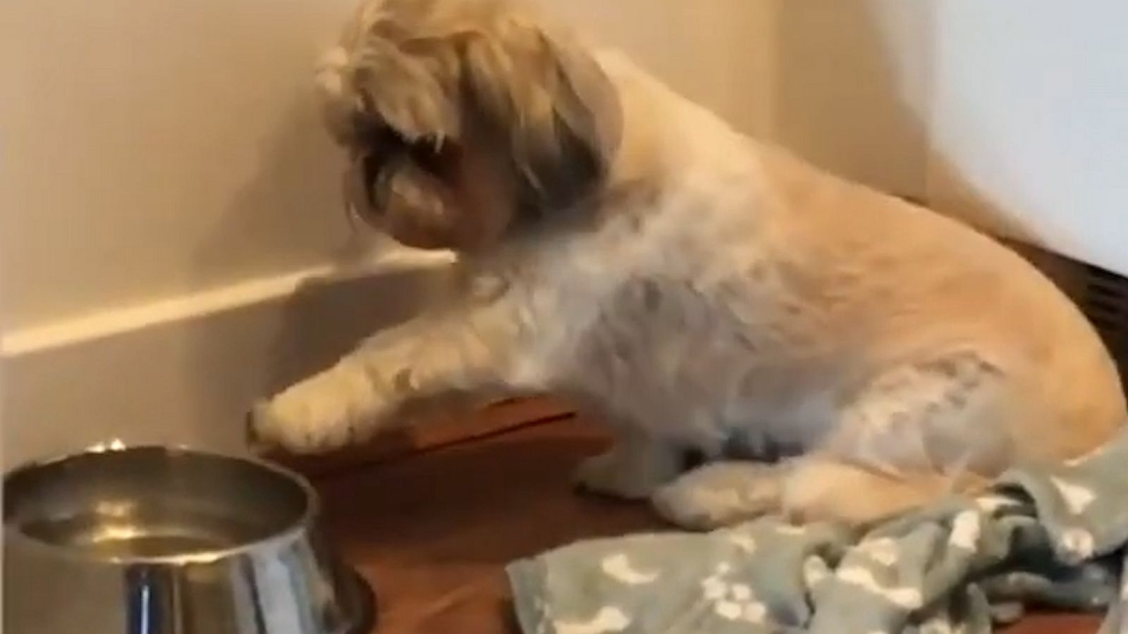VIDEO: Dog politely 'points' out to owner that she'd like seconds after finishing her meal