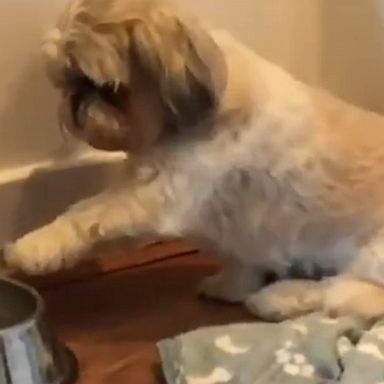 VIDEO: Dog politely 'points' out to owner that she'd like seconds after finishing her meal