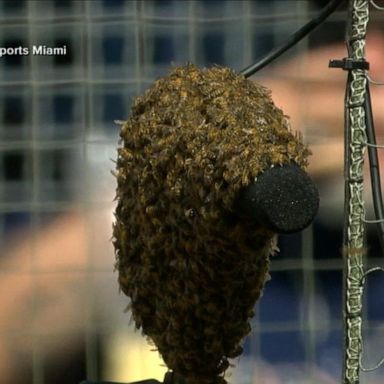 VIDEO: MLB game delayed due to massive swarm of bees