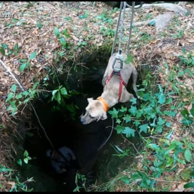 VIDEO: Dog trapped in cave for 3 weeks saved by hiker