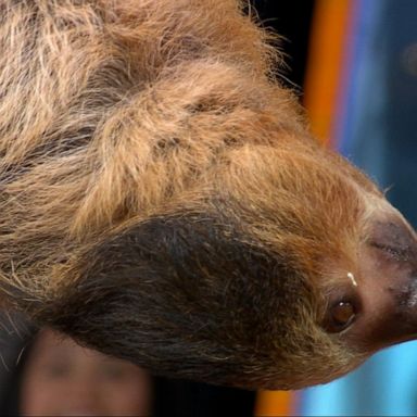 VIDEO: A penguin and sloth celebrate season 2 of 'Secrets of the Zoo' on 'GMA'