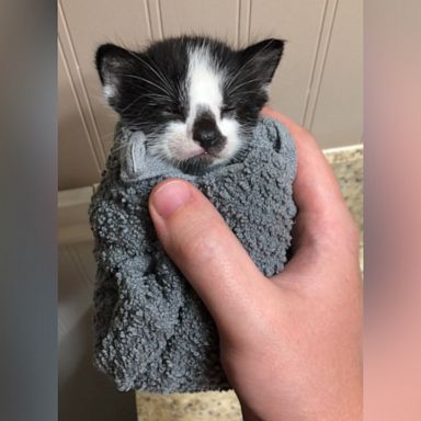 VIDEO: This kitten is wrapped as a burrito 