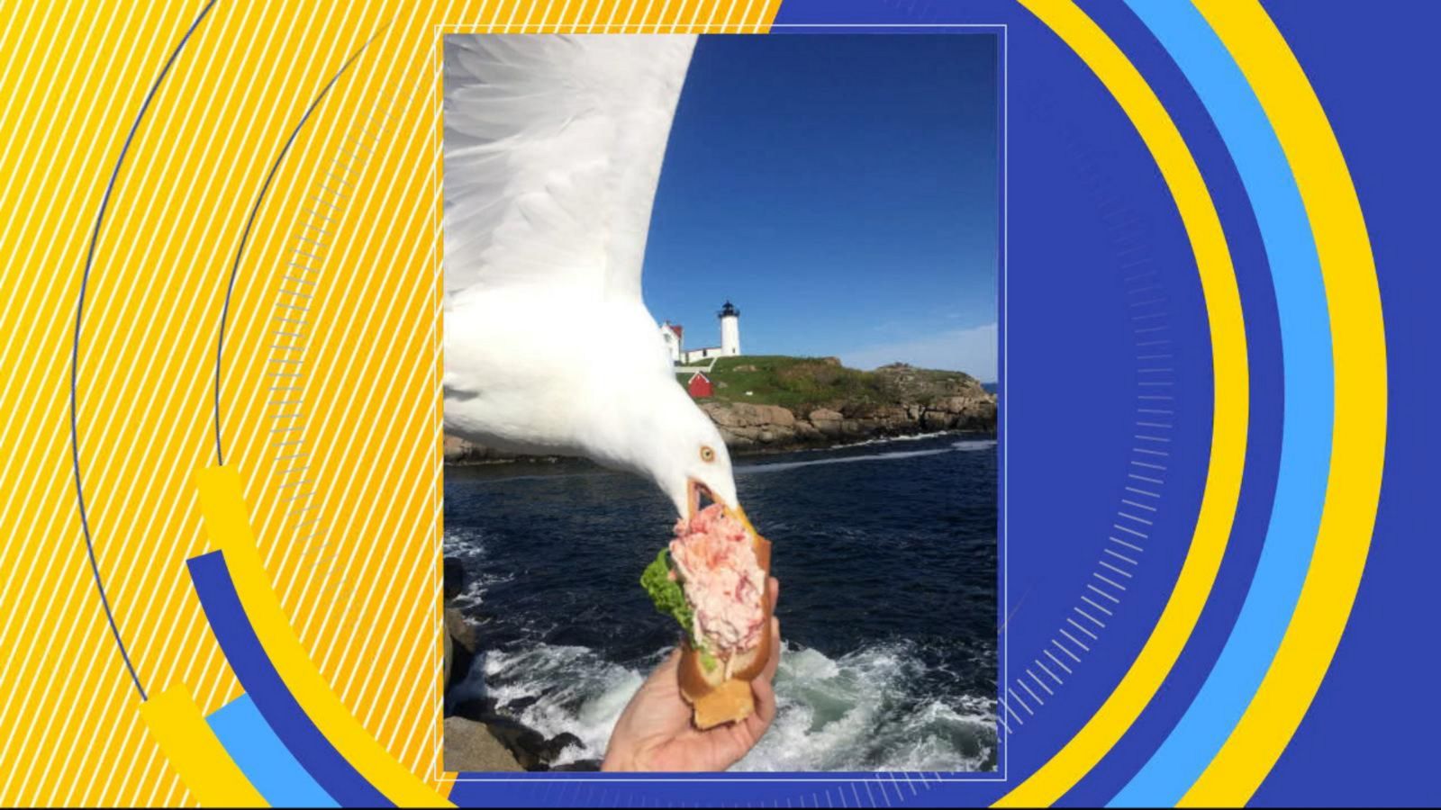 VIDEO: Seagull snatching woman's lobster roll goes viral