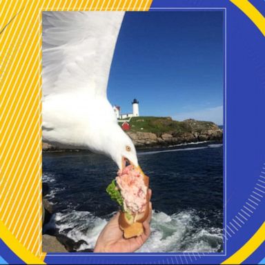 VIDEO: Seagull snatching woman's lobster roll goes viral 