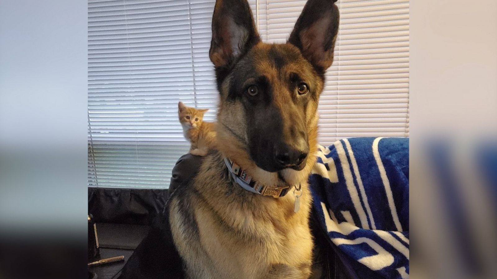 VIDEO: This kitten has been obsessed with his German Shepard big brother ever since they met