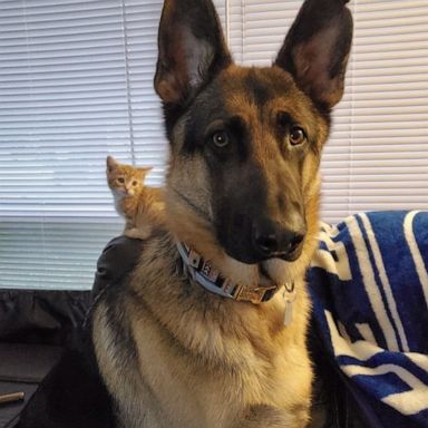 VIDEO: This kitten has been obsessed with his German Shepard big brother ever since they met 