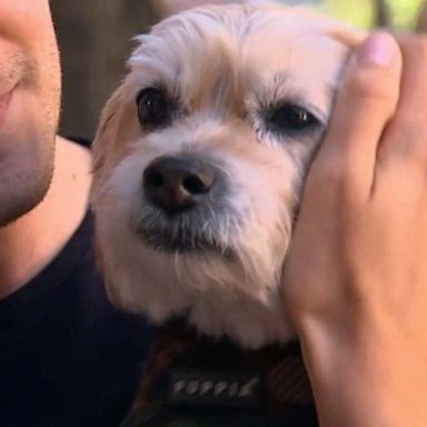 VIDEO: Hollywood actress helps in the case of a missing dog stolen by dog walker