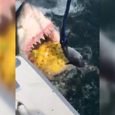 VIDEO: Fisherman captures video of great white shark encounter