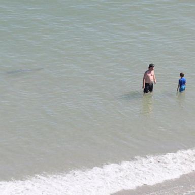 VIDEO: Researchers look at spike in shark sightings