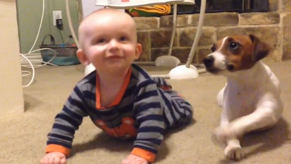 Dog teaches 5-month-old how to crawl | GMA