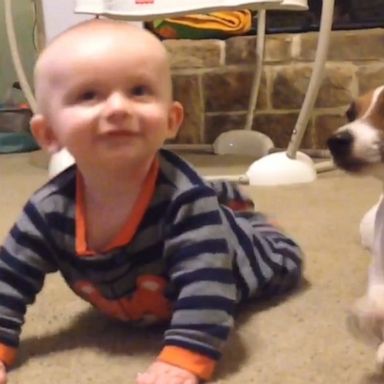 VIDEO: Dog teaches 5-month-old how to crawl 