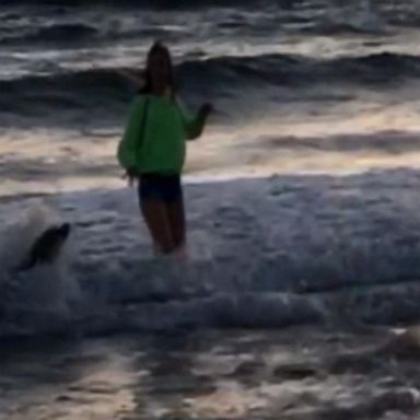 VIDEO: 13-year-old bitten by sea lion at California beach 