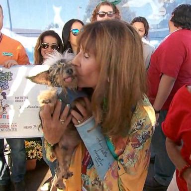 VIDEO: Ugliest dog competition in California