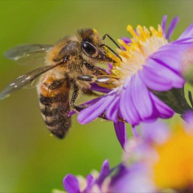 VIDEO: Honeybee population drops at an alarming rate