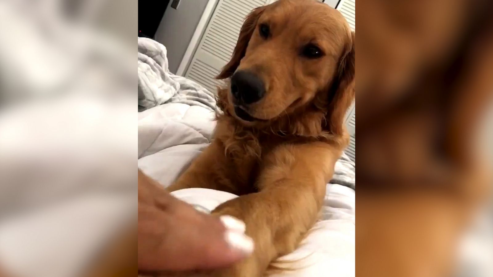 VIDEO: Waffles the dog demands paw scratches
