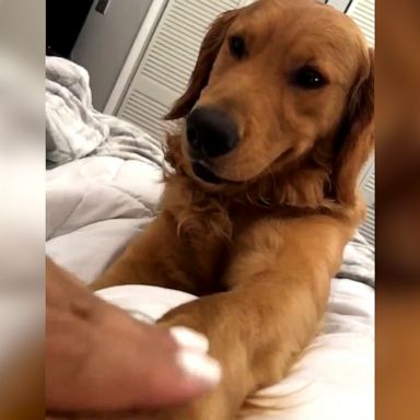 VIDEO: Waffles the dog demands paw scratches 