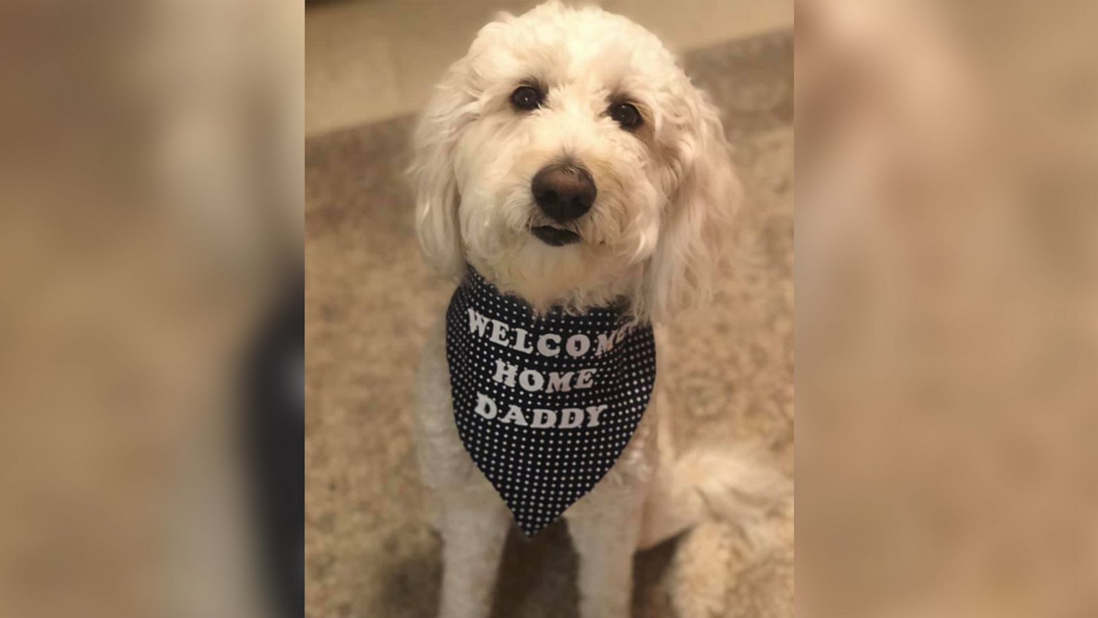 VIDEO: Dog excitedly greets owner after 9-month deployment