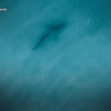 VIDEO: Stunning image shows shark near children in Florida surf