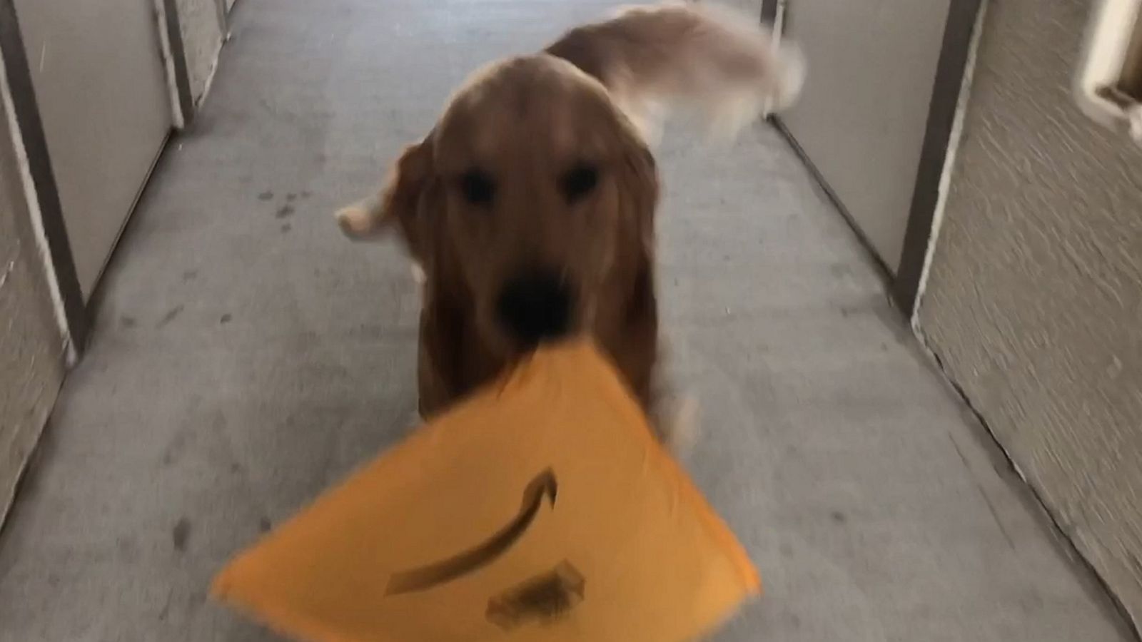 VIDEO: This dog is basically all of us when a package arrives