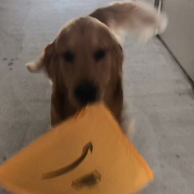 VIDEO: This dog is basically all of us when a package arrives 