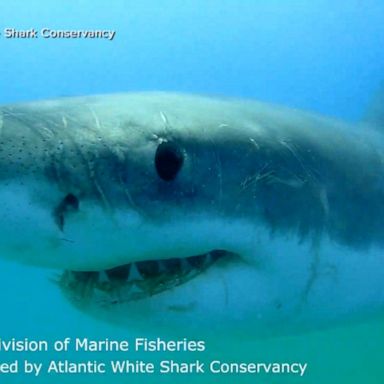 VIDEO: 10-foot great white shark detected off New Jersey