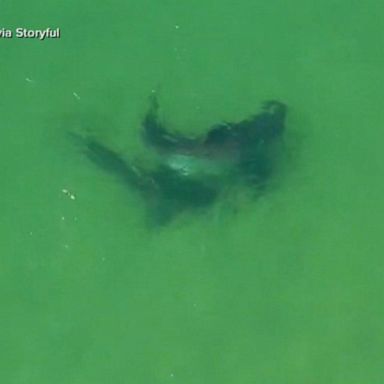 VIDEO: 2 great white sharks seen off Cape Cod