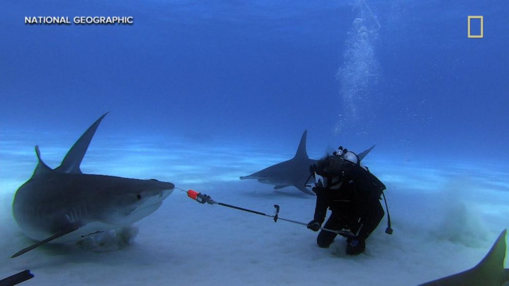 VIDEO: Meet 2 scientists trying to forecast shark attacks