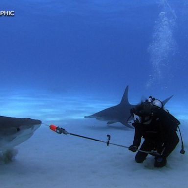 VIDEO: Meet 2 scientists trying to forecast shark attacks