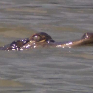 VIDEO: Florida expert brought in to capture gator in Chicago