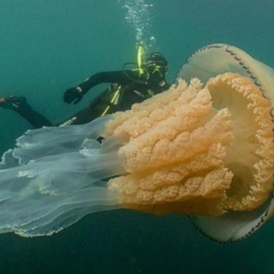 VIDEO: Rare, human-sized jellyfish spotted off UK coast