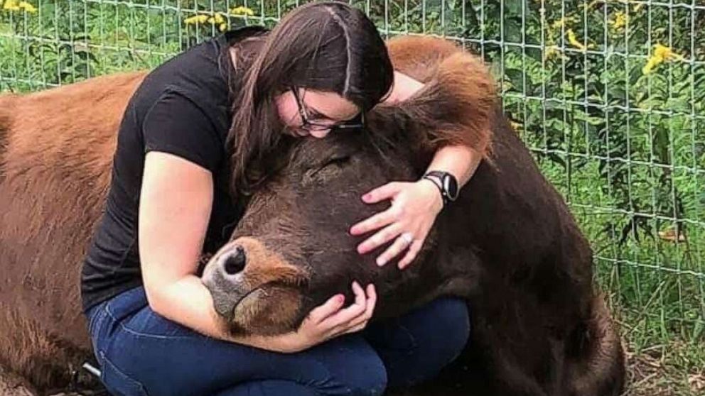 PHOTO: Cow cuddling is offered at an inn in Naples, New York.