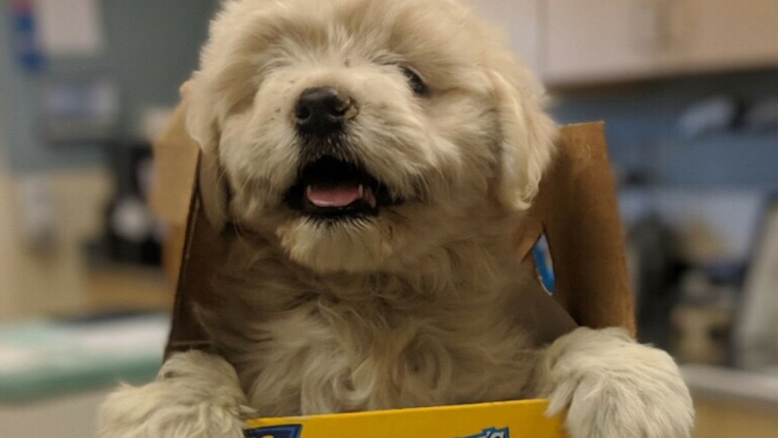 VIDEO: Pup named 'Razz Berry' dropped at shelter in cereal box finds forever home