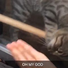 OMG this cat just figured out how to unlock the door and let mom in