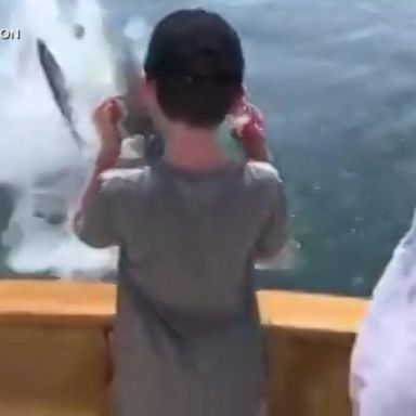 VIDEO: Great white shark snags fish off boy's fishing line