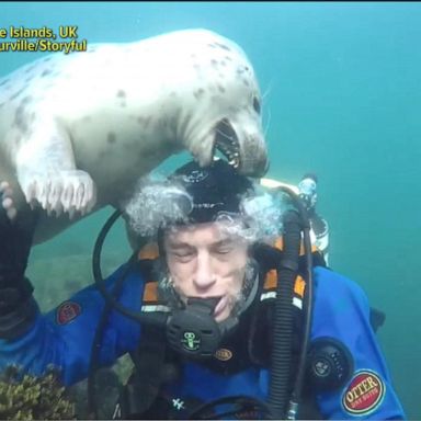 VIDEO: Friendly grey seal tries to remove diver's helmet