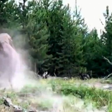 VIDEO: Bison attacks 9-year-old girl at Yellowstone National Park