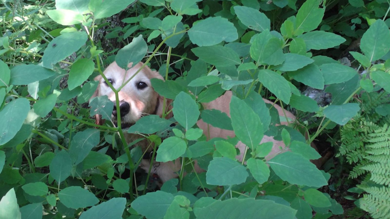 VIDEO: The 'stars aligned' to help these hikers find a dog who was missing