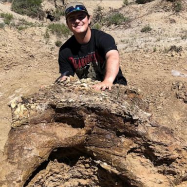 VIDEO: Student helps discover 65 million-year-old Triceratops skull