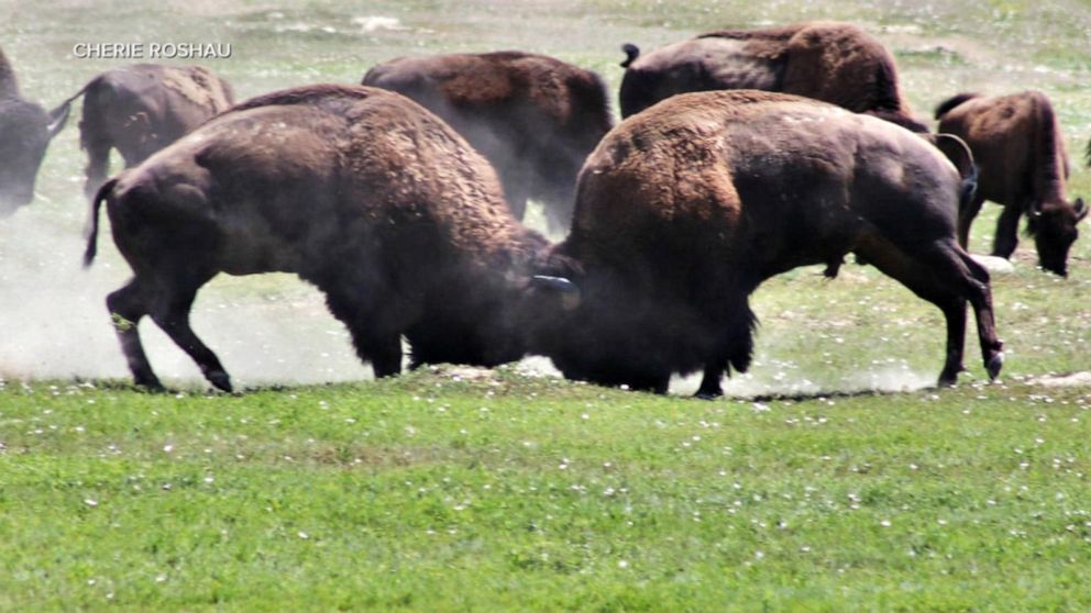 Bison Attacks How To Stay Safe From Wildlife When Visiting National Parks Abc News