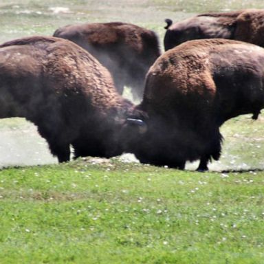 VIDEO: Teen details injury by a bison at national park in North Dakota