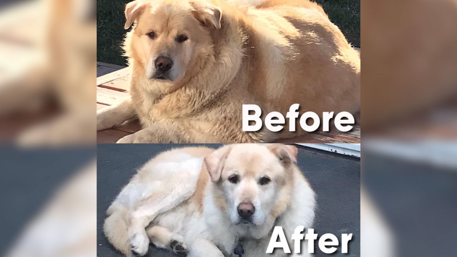 VIDEO: Joyful golden retriever has a new leash on life after losing 100 pounds in one year