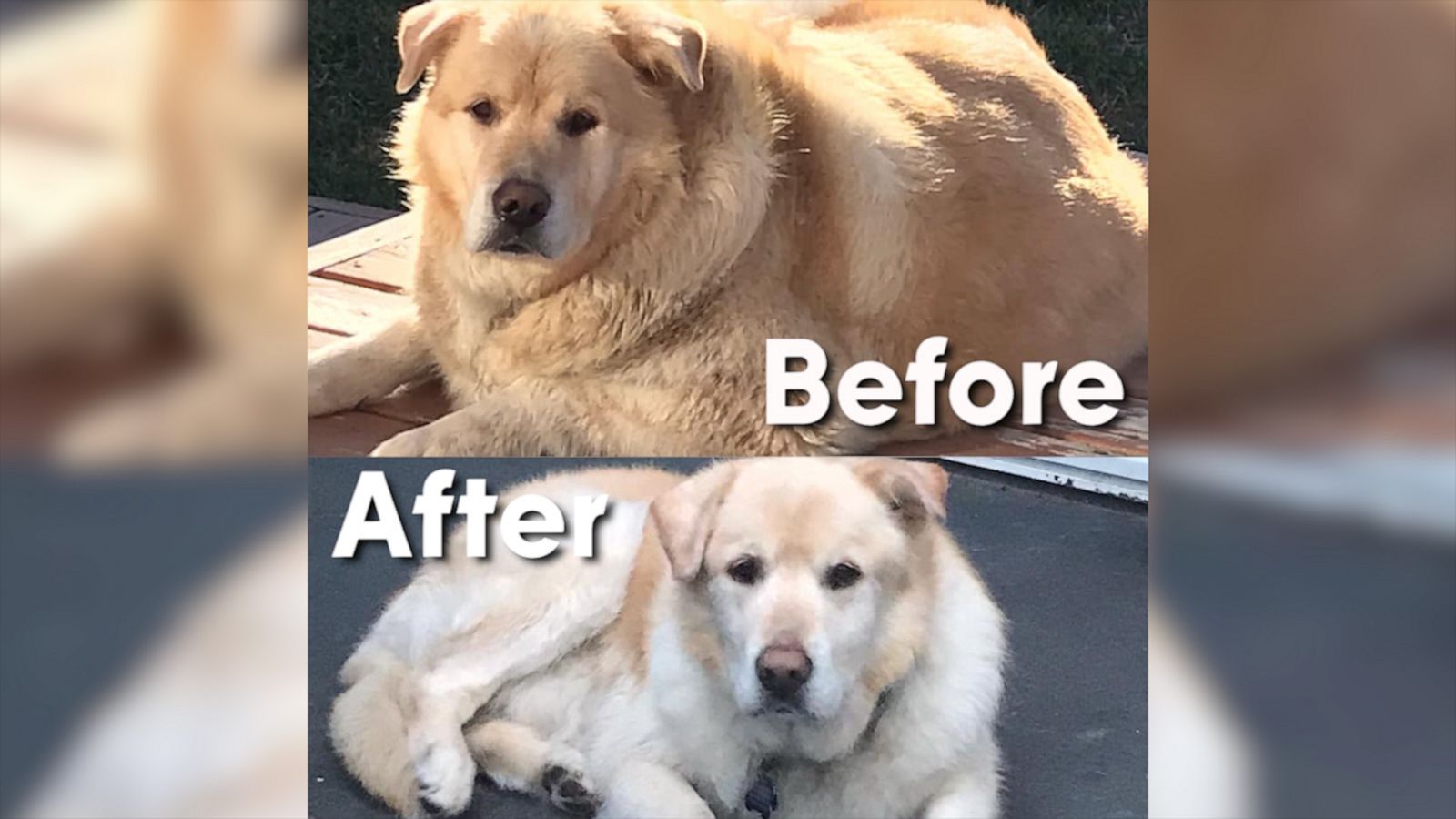 VIDEO: Joyful golden retriever has a new leash on life after losing 100 pounds in one year