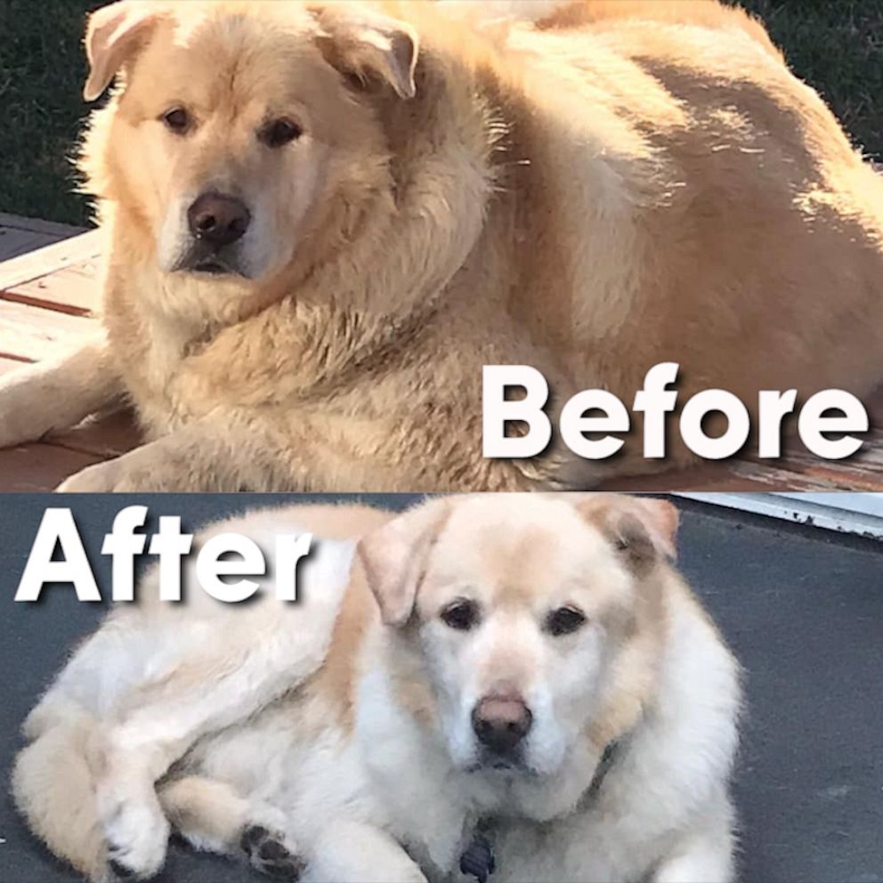 VIDEO: Joyful golden retriever has a new leash on life after losing 100 pounds in one year 