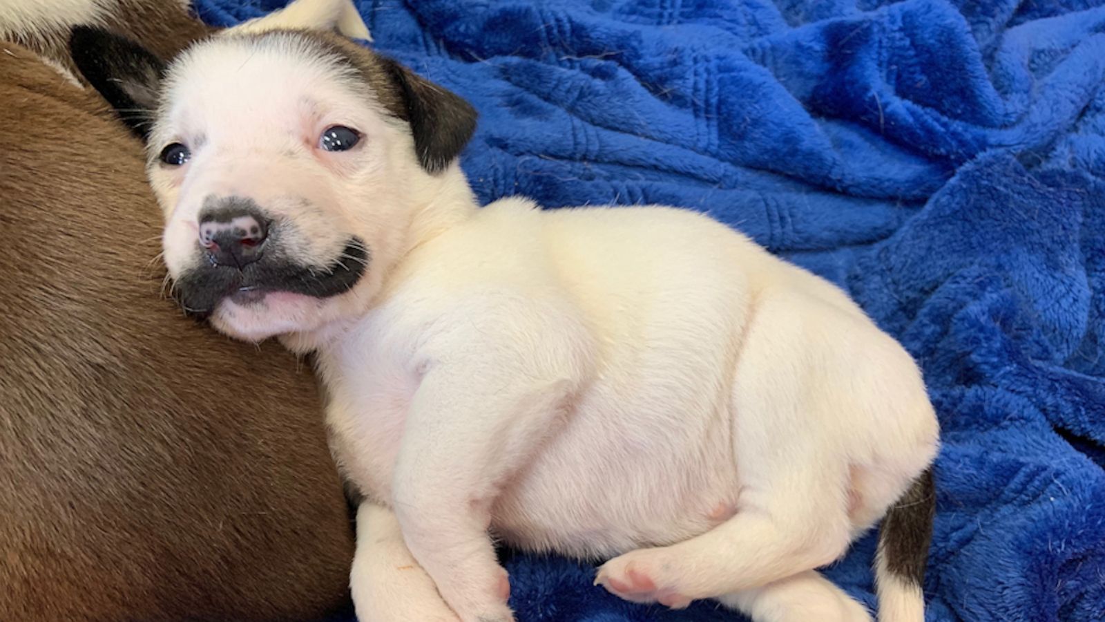 VIDEO: Adorable puppy born with fur mustache is seeking a forever home