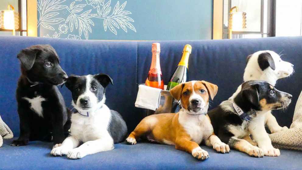 The puppies and prosecco package is available at the Kimpton Hotel Monaco.