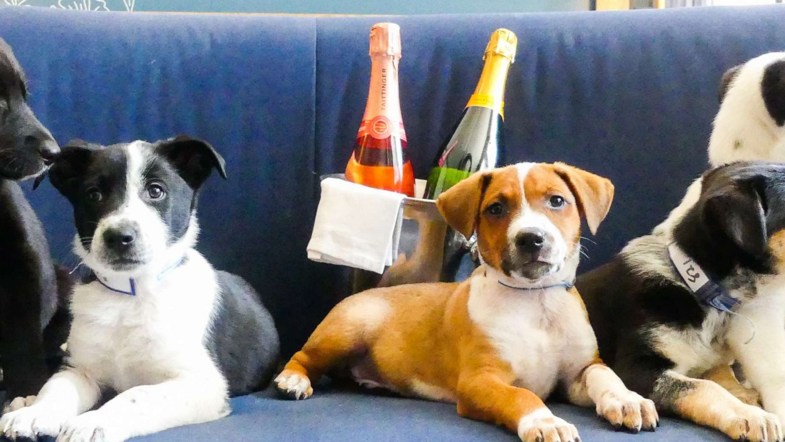 PHOTO: The puppies and prosecco package is available at the Kimpton Hotel Monaco.