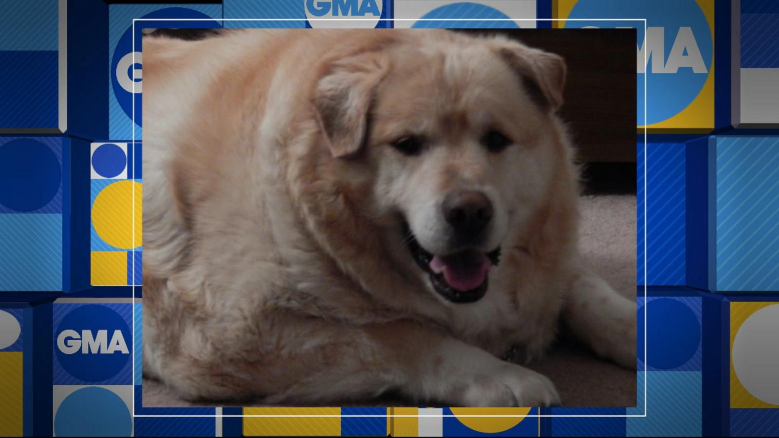 VIDEO: Meet the golden retriever who lost 100 pounds