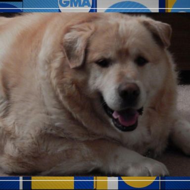 VIDEO: Meet the golden retriever who lost 100 pounds 