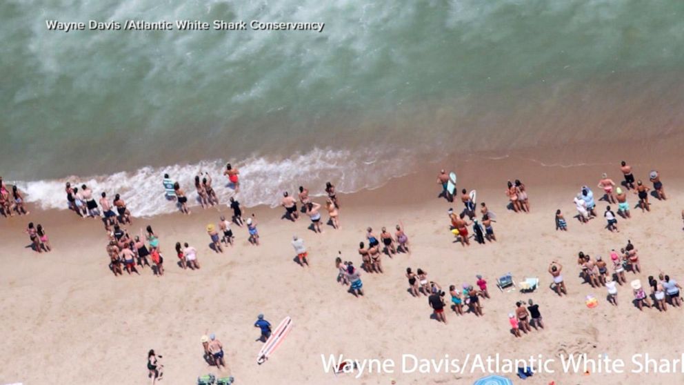 Massachusetts Beach Closed After Shark Sightings Video Abc News