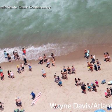 VIDEO: Massachusetts beach closed after shark sightings